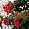大阪城公園に咲く椿