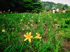 高原の散策