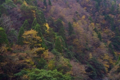 芦生の森の秋彩