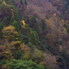 芦生の森の秋彩