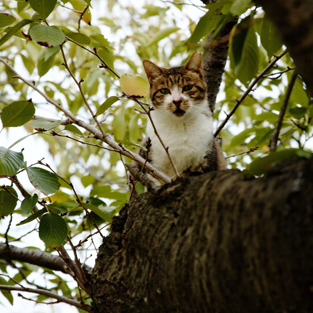 大阪城西の丸庭園の猫