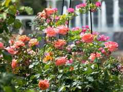 薔薇の光彩