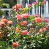 薔薇の光彩