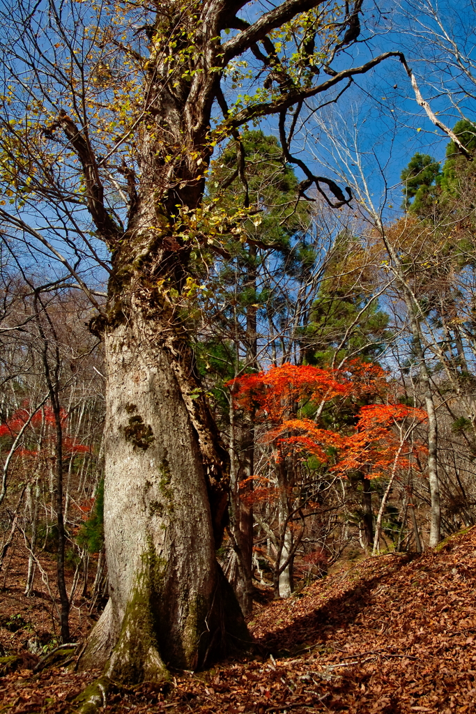 秋彩芦生の森