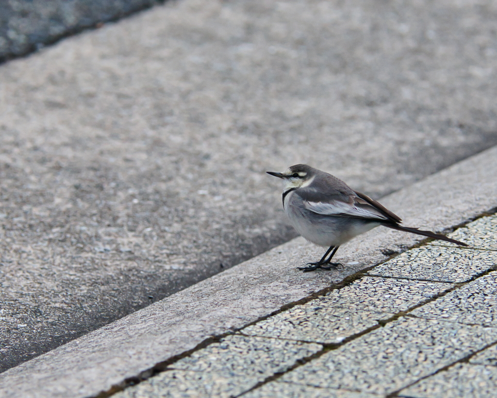 路傍の冬鳥