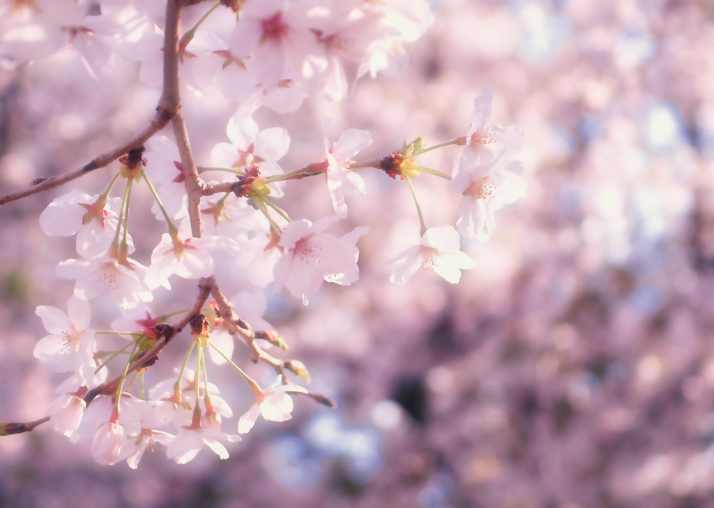 桜夢