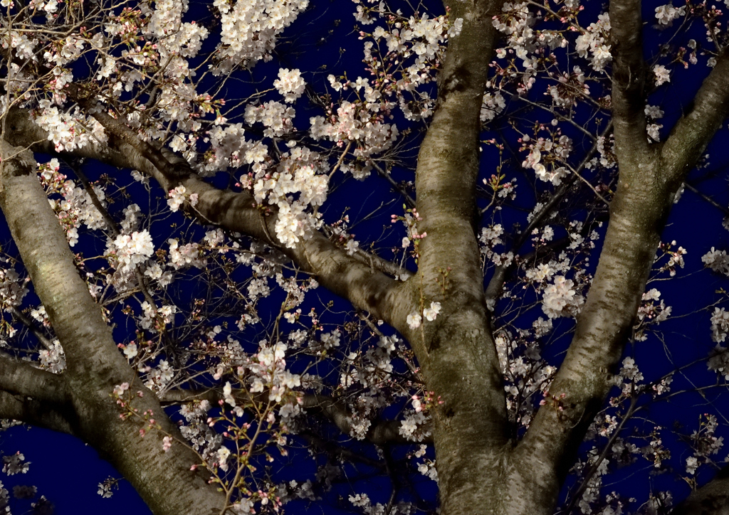 花冷えの王子桜