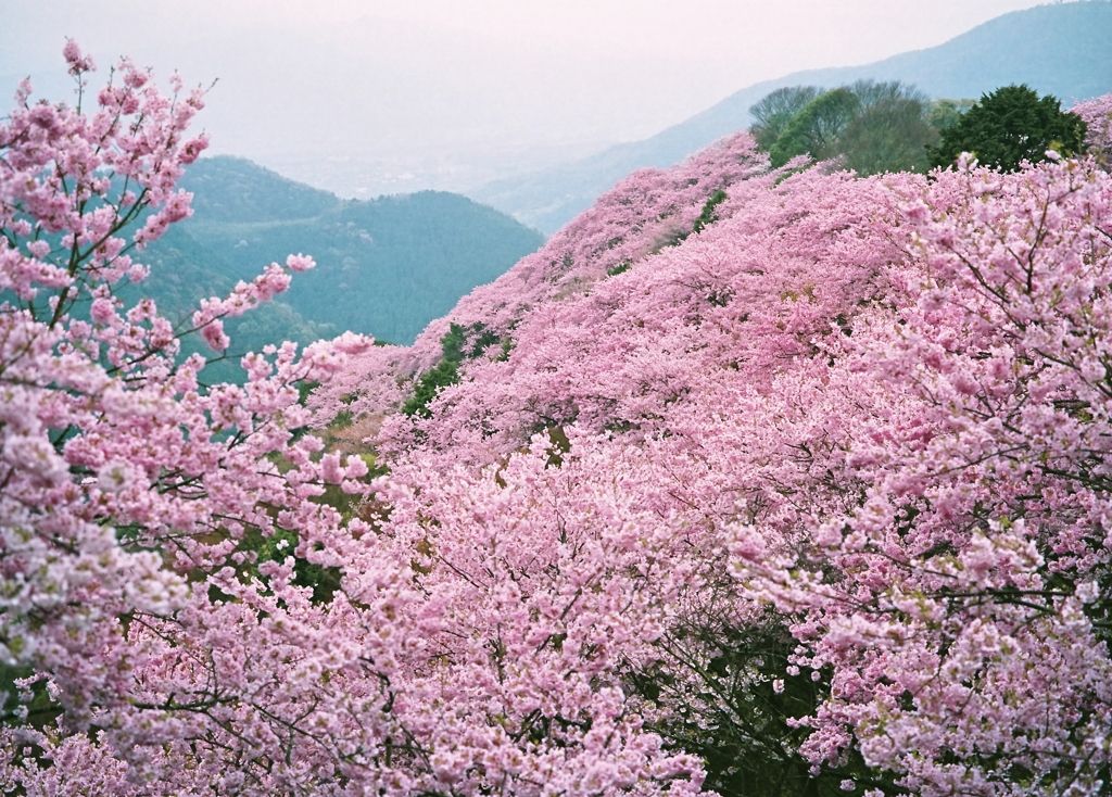 八百萬神之御殿の山桜