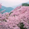 八百萬神之御殿の山桜