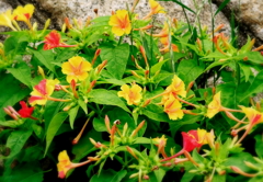 住吉川散歩道に咲く夏花