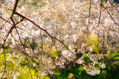 春爛漫