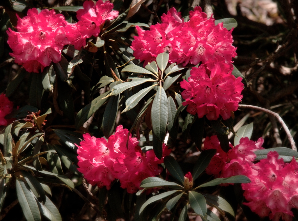 六甲高山植物園に石楠花咲く