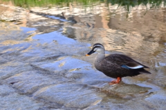 春を歓ぶ鴨