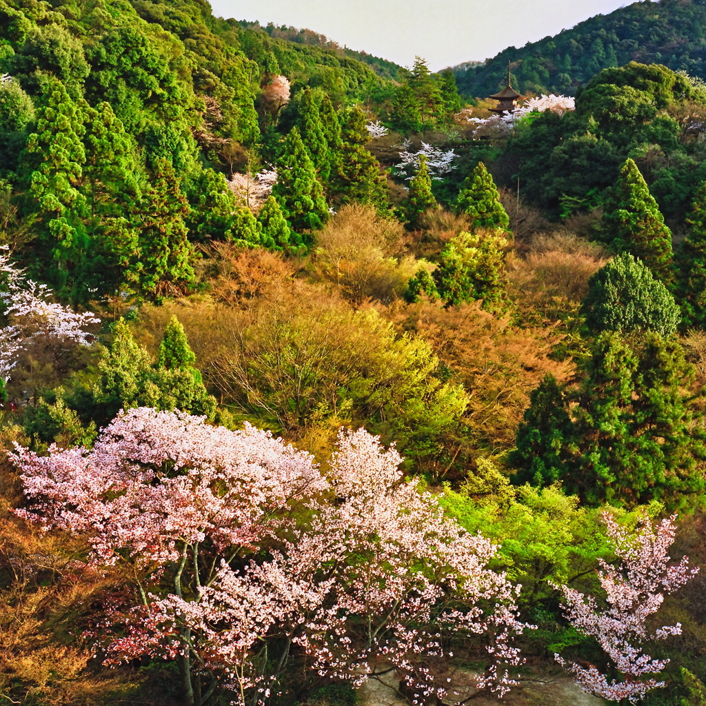 京都東山の春
