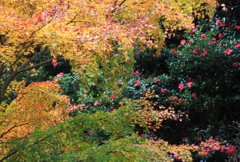六甲山の秋色