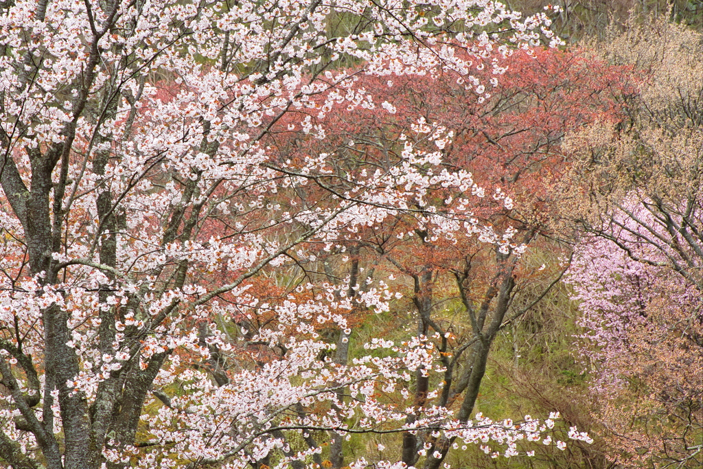 春の屏風岩公苑