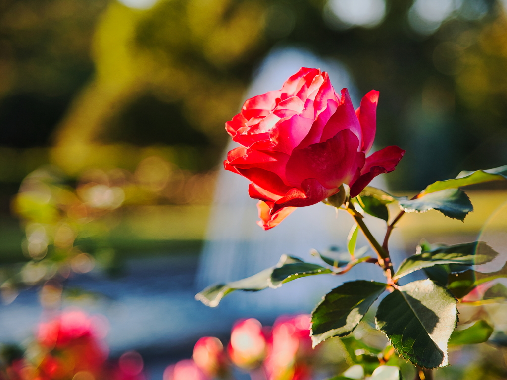 秋薔薇