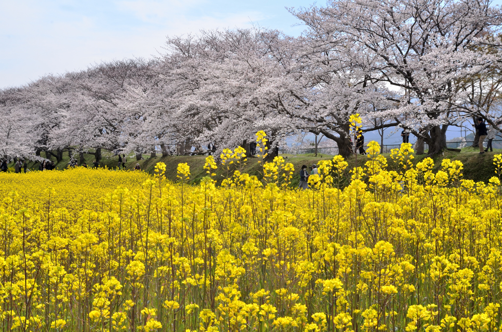 春爛漫の藤原旧跡