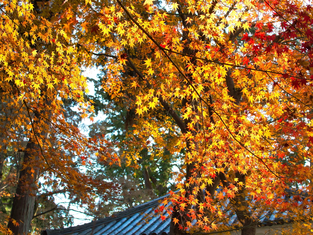 有終の紅葉