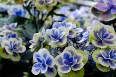 紫陽花の光彩