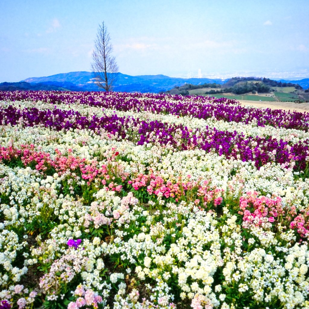 春の淡路花さじき