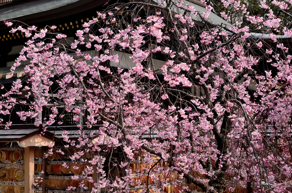弓弦羽神社の春