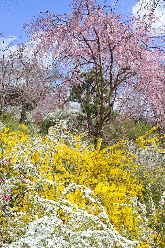 百花繚乱の原谷苑