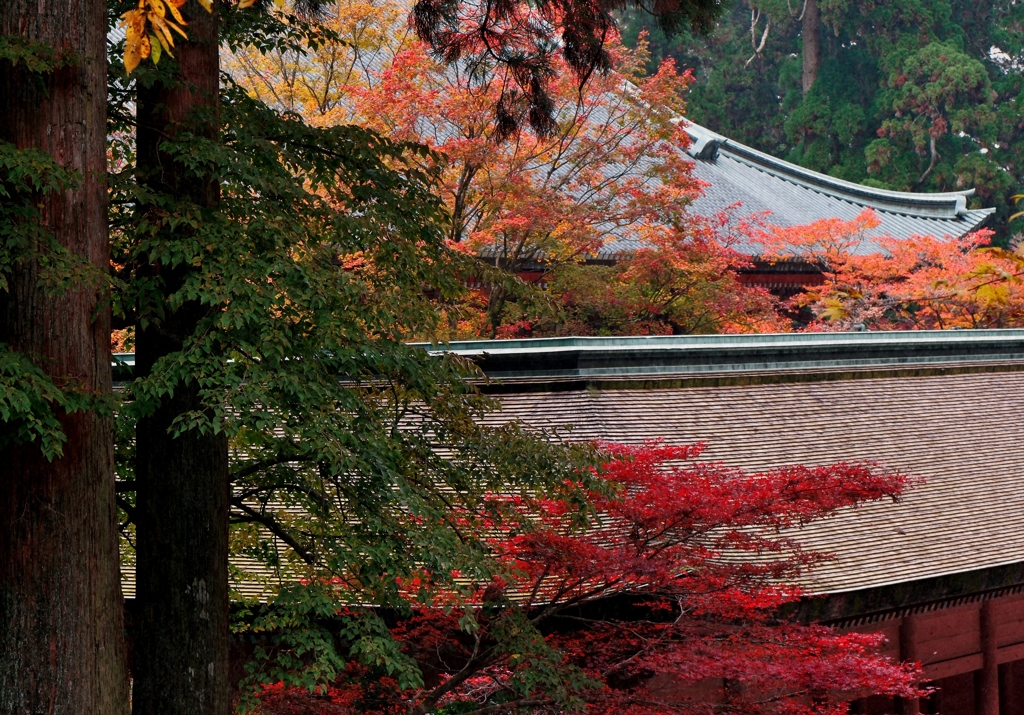 比叡山　根本中堂の秋景 