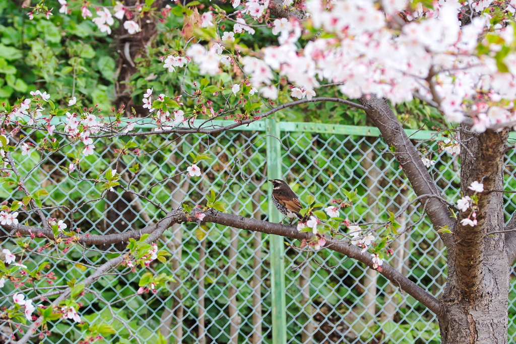 動物園に飛んできたツグミ