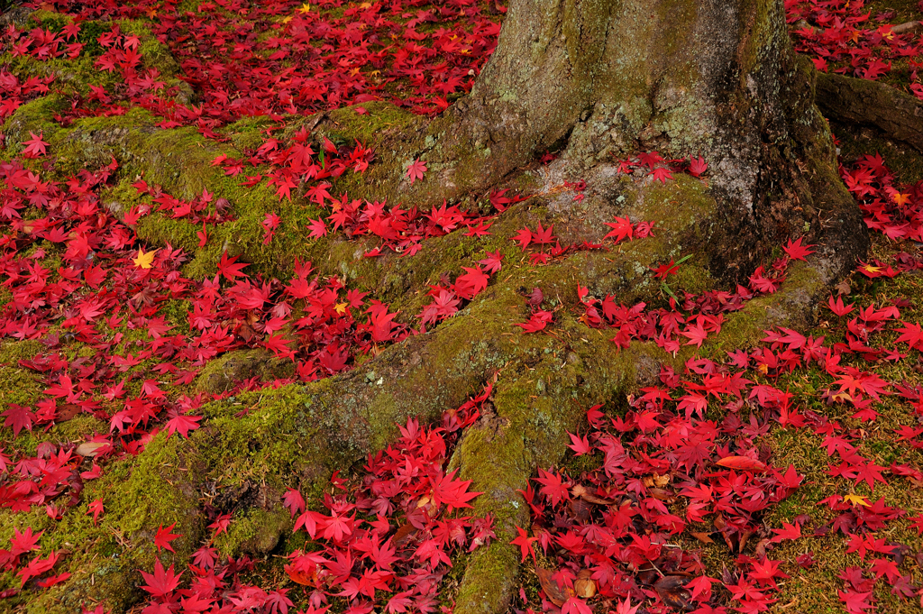 光明寺の散り紅葉