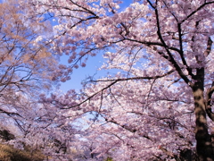 春の彩り