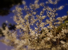 須磨名残りのおぼろ桜