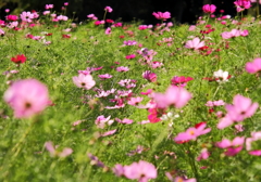 乱舞する秋桜