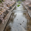 春雨の夙川