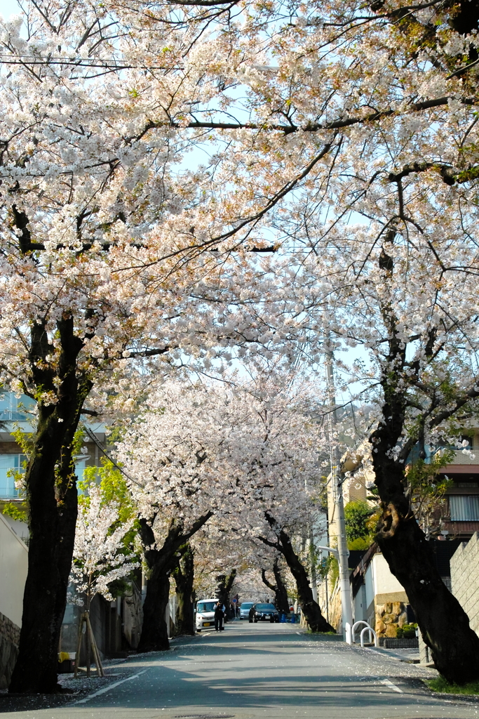 桜のトンネル