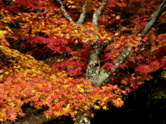 鶏足寺へ続く参道を飾る秋錦