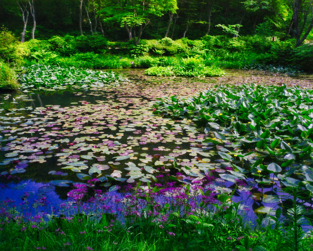 六甲高山植物園