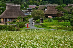 初秋の美山茅葺の里