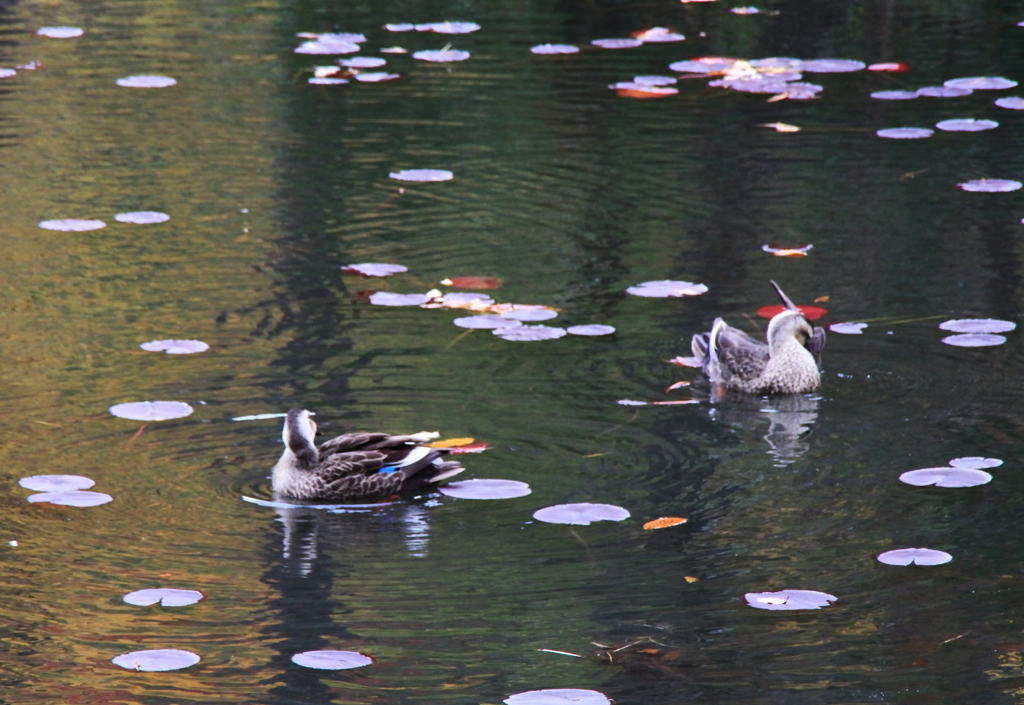 晩秋の長谷池に泳ぐ鴨