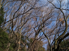 冬枯れの木立 