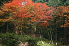 六甲山の紅葉狩り