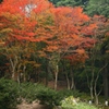 六甲山の紅葉狩り