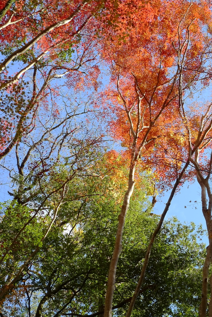 錦秋の箕面