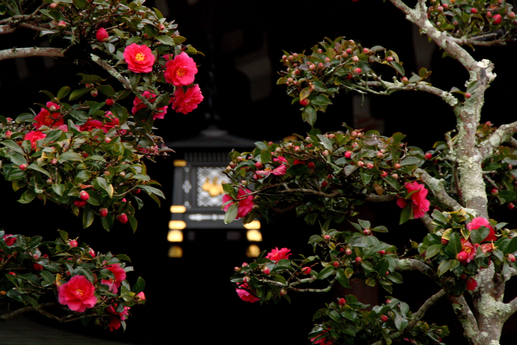 大神神社に咲くお正月の山茶花