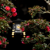 大神神社に咲くお正月の山茶花