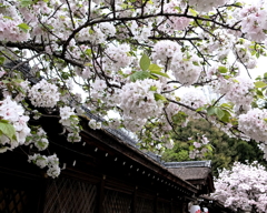 平野神社の春彩