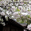 平野神社の春彩