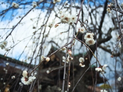 北野天満宮の春