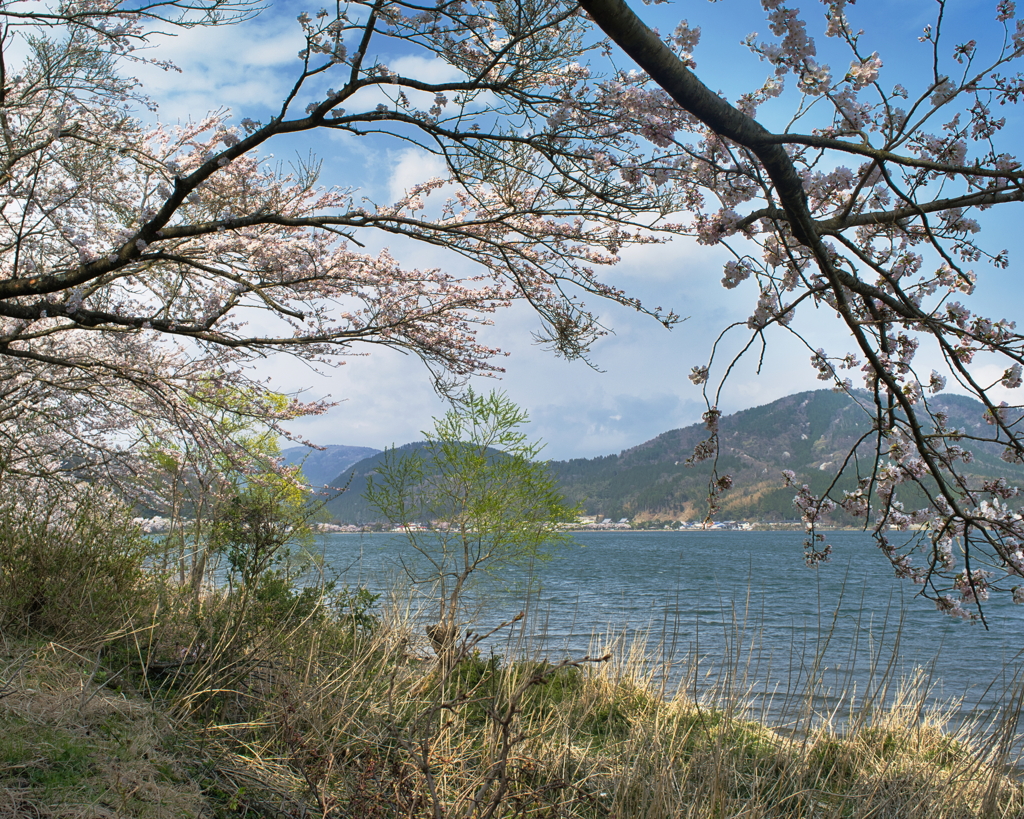 奥琵琶湖の春