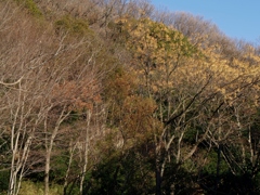 冬枯れ 